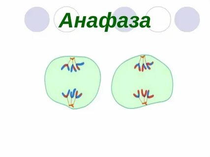 Анафаза