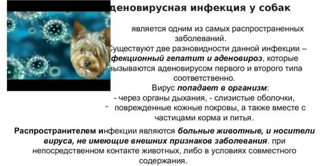 Лечения инфекции у собак