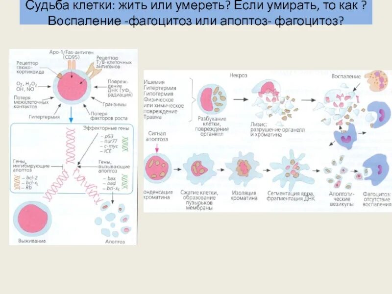 Клетки судьбы. Клетки судьбы. Афиша лекции. Аффинность рецепторов. Клетки судьбы.