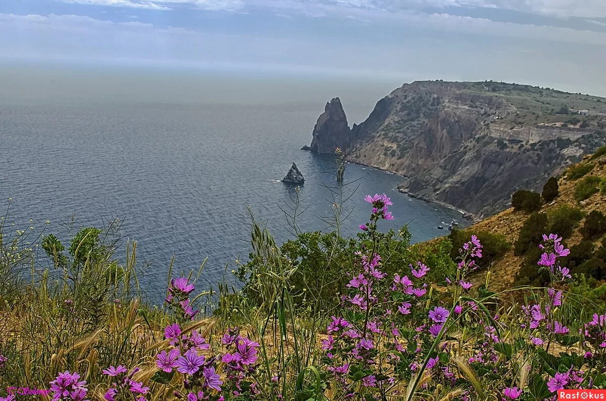 Будет ли лето в крыму. Крым мыс Фиолент цветы. Мыс Фиолент весной. Фиалка мыс Фиолент.