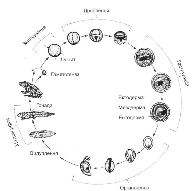 Цикл онтогенез. Этапы эмбрионального развития лягушки. Этапы эмбрионального развития земноводных. Стадии развития эмбриона лягушки. Схема эмбрионального развития лягушки.