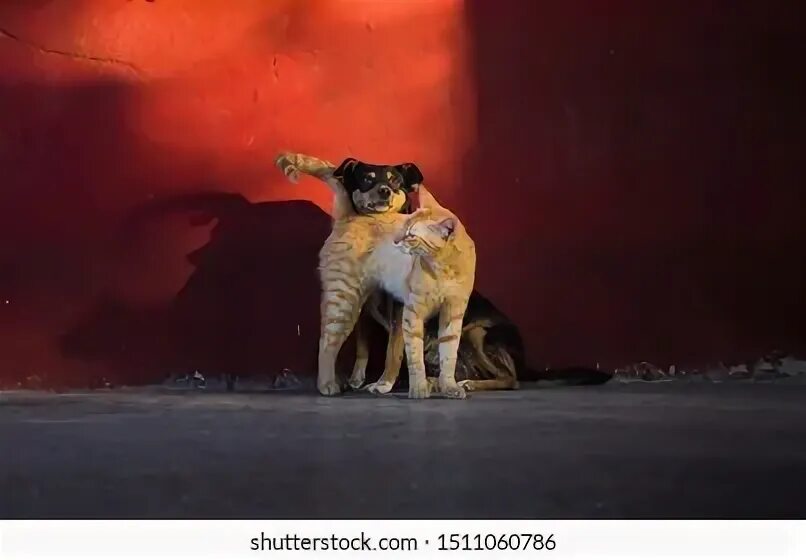 Кенгуру для корги. Бездомные собака и кошка вместе. Кот с даунинг стрит 10. Кошки в израиле бездомные. Dog cat streets.