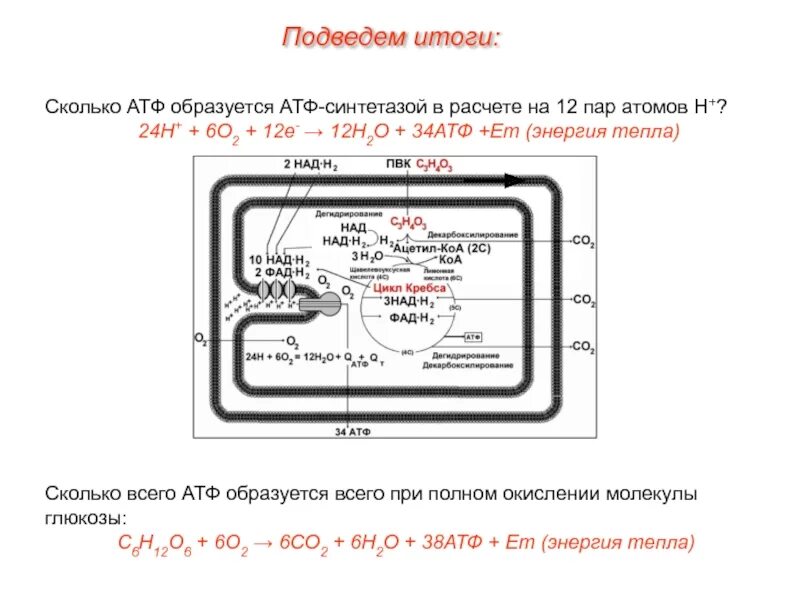 Сколько молекул атф образуется при полном. Синтез молекул атф атф синтетазой. сколько всего образуется атф. расчет атф. допуск атф u660.