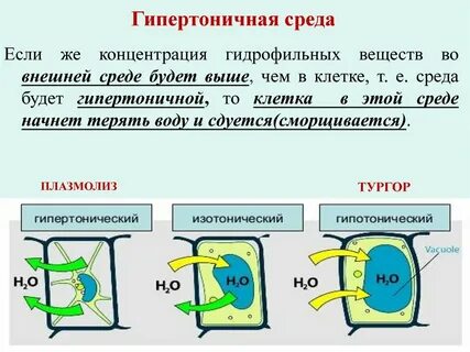 Вещество среда
