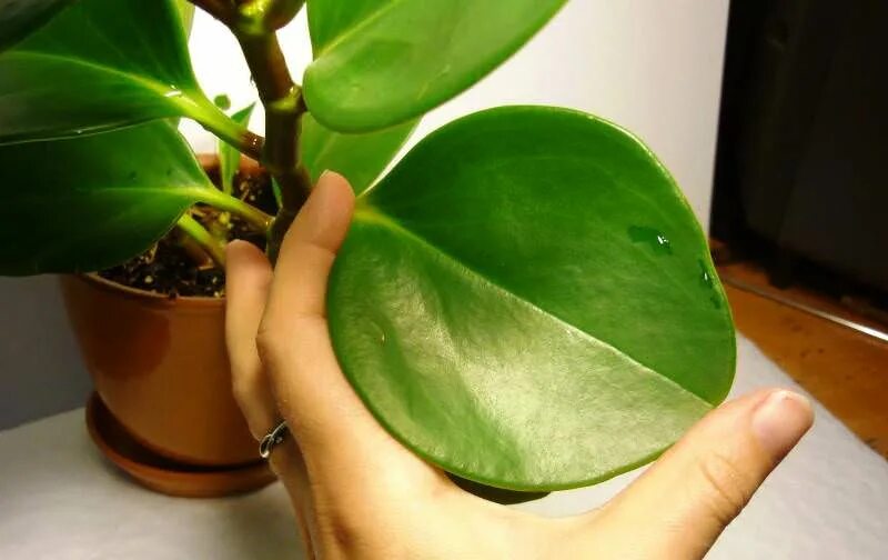 Пеперомия туполистная цветение. Пеперомия бамбино россо. Дренажные отверстия в горшке для цветов. Пеперомия туполистная корневая. Пеперомия вариегатная размножение.