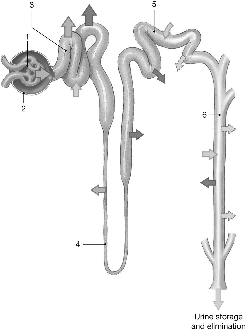 Строение нефрона егэ биология. Строение нефрона. На рисунке 1 изображена схема строения нефрона. Строение почки и нефрона рис 70. На рисунках изображены нефроны крысы и верблюда.