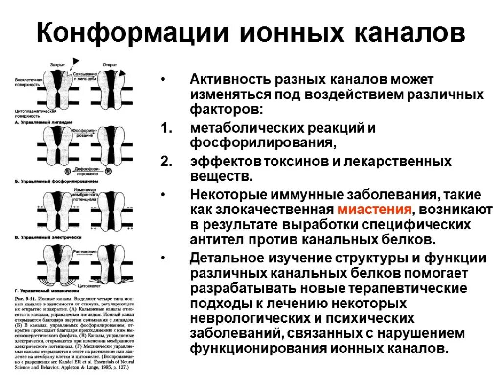 Строение ионного канала мембраны. Действие ионного канала. Селективный фильтр ионного канала. Строение ионного канала. Классификация ионных каналов физиология.