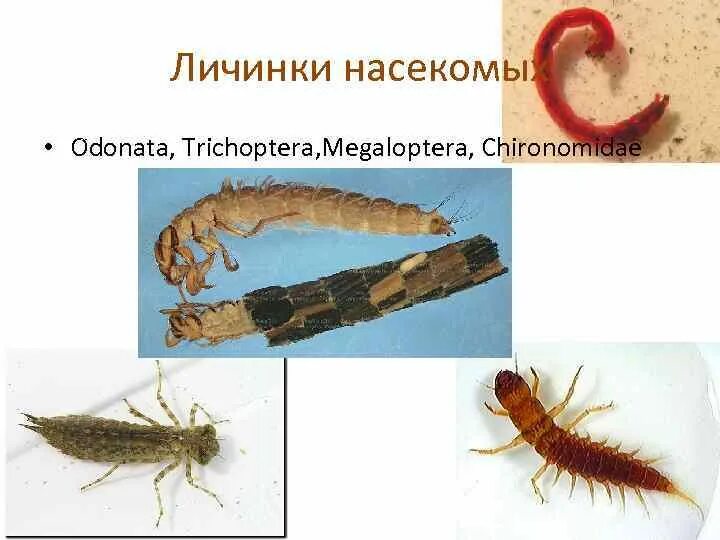 Личинки насекомых. Червеобразные личинки насекомых. Названия личинок насекомых. Личинки хирономид.