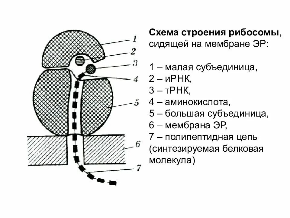 Схема строения b. Строение клеточного рибосомы. строение рибосомы. схема строения рибосомы. строение рибосомы без подписей.