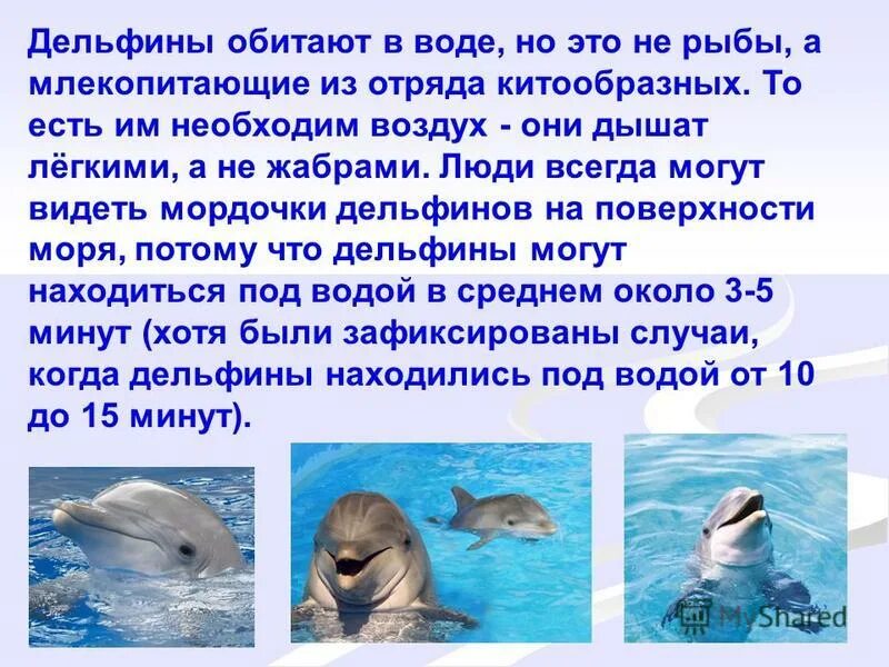 Дельфин описание. Сообщение о дельфинах. Рассказ о дельфинах. Доклад про дельфинов. Впр текст про дельфинов