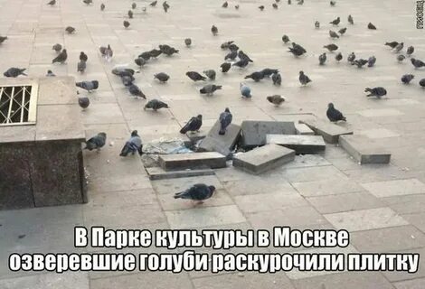 Голубь прикол