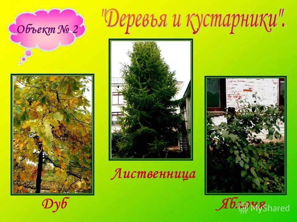 пихта сибирская крупномер ландшафт. береза осина сосна дуб клен тополь. лиственница и яблоня. ель берёза сосна дуб липа клён. ель сосна осина кедр.