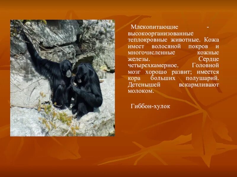 Жизнь животных имеет значение