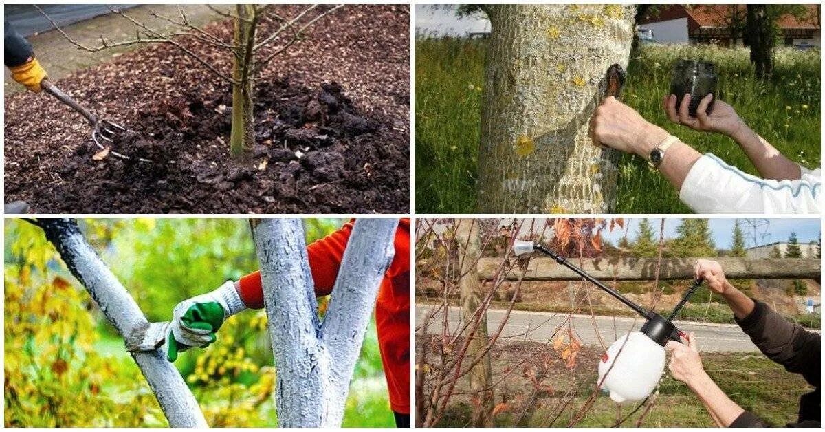 Можно ли поливать деревья весной. Опрыскивание деревьев. Обработка плодовых деревьев. Осенняя обработка плодовых деревьев. Весенняя обработка плодовых деревьев.