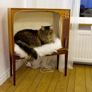 Сделай кошку старее