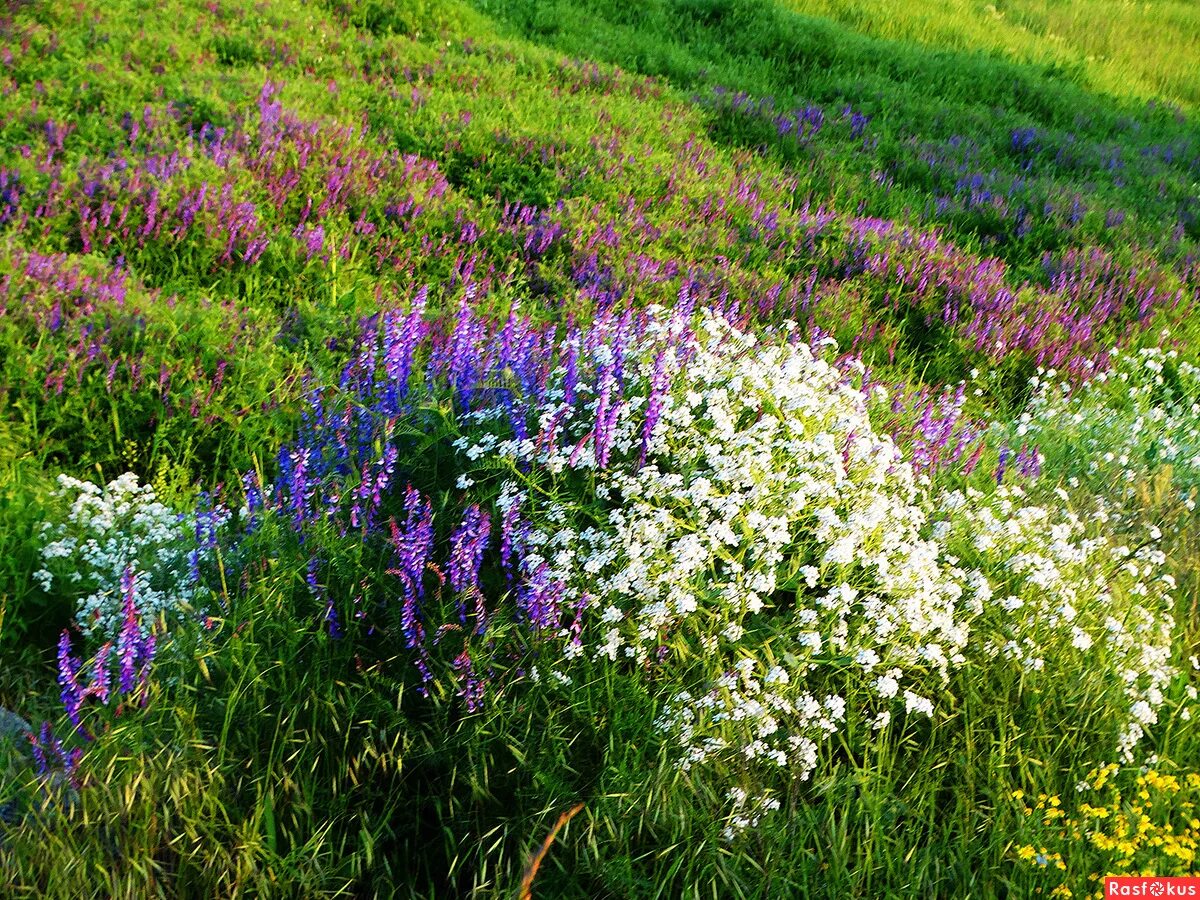 Полевые цветы клевер луговой. Мавританский газон клевер. Травы донбасса. Луговые дикоросы желтые. Многолистник луговой.