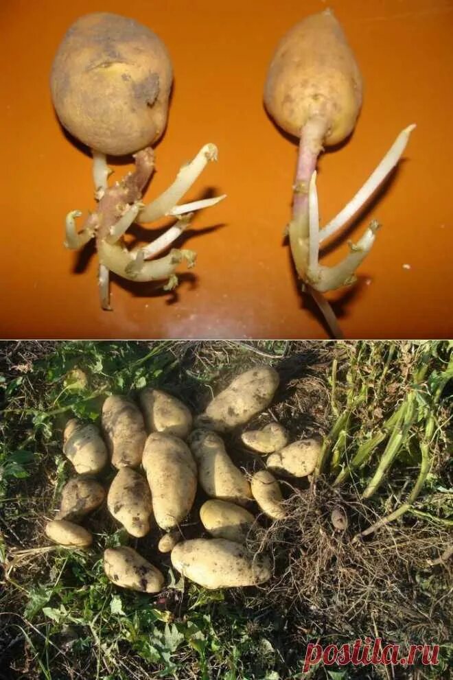 Семенные клубни картофеля. Посадка картофеля. Сорт картофеля венета. Пророщенный картофель. Картошка с ростками.