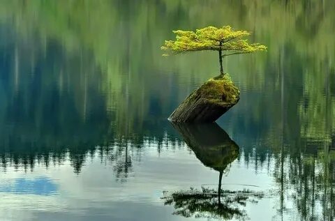 Природа которую не замечают