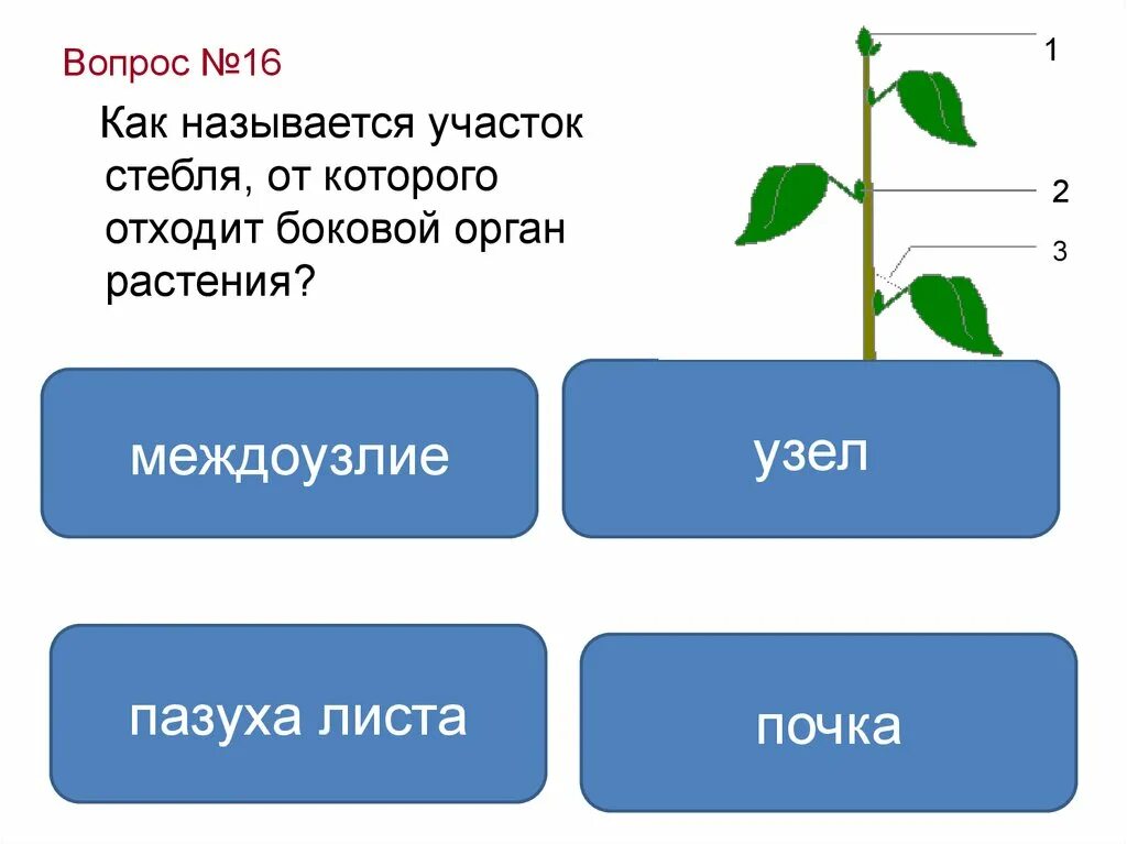 Лист 1 уровень. Участок стебля от которого отходит лист. Название участков стебля. Органы растений междоузлие. Участок стебля на уровне отхождения листа.