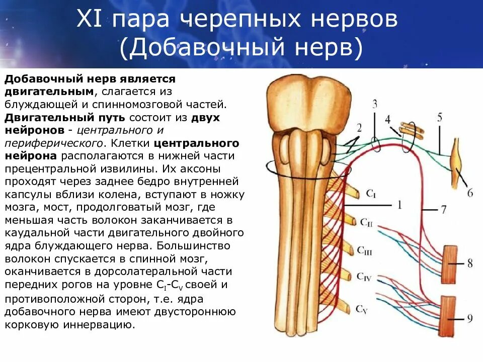 Черепные нервы нейроны. 11 Пара черепных нервов добавочный нерв. 11 Пара добавочный нерв ЧМН. XI пара – добавочный нерв, nervus accessorius. Спинномозговое ядро добавочного нерва.