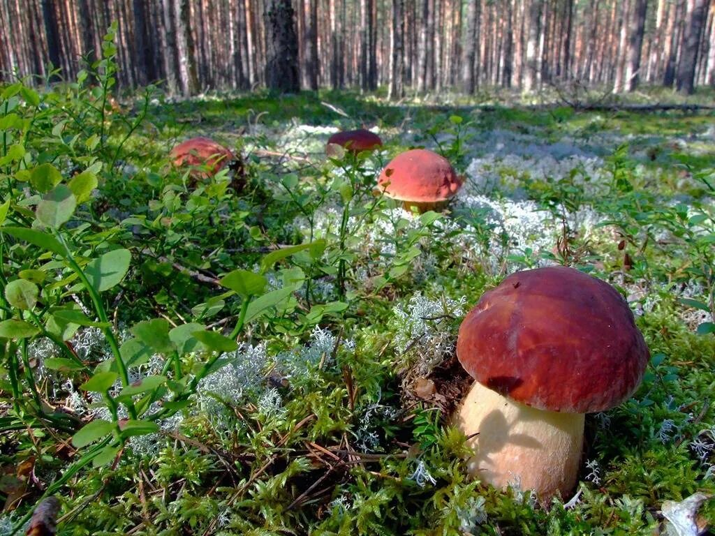 В воде есть грибы. Грибные места Владимирской области. Поляна белых грибов. Гриб Боровик. Боровик Сосновый.