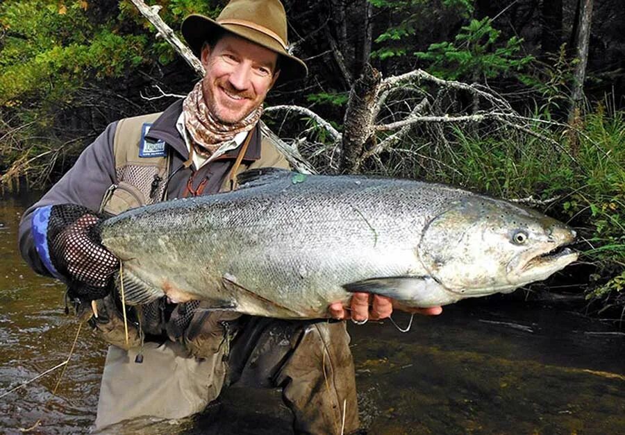 Рыба чавыча фото и описание цена. Чавыча Oncorhynchus tshawytscha. Показать рыбу чавыча. Картинка рыба чавыча. Чавыча рыба фото.