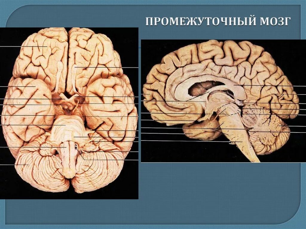 Головной мозг границы. Промежуточный мозг. Промежуточный мозг мозг. Промежуточный мозг строение. Средний и промежуточный мозг.