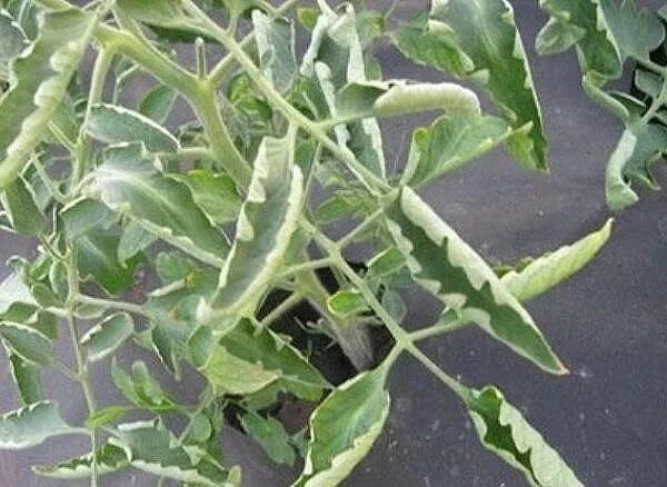 Листья на что ловят Pin på Plants Love