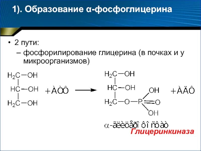 Реакции образования фосфоглицерина. 3 Фосфоглицериновый альдегид. Превращение глицерина. Пути образования фосфоглицерина. Реакция образования глицерина