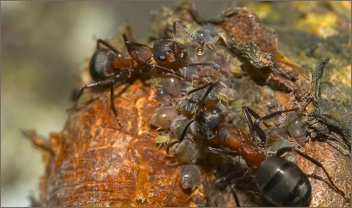 Рыжий муравей питание. Рыжий Лесной муравей Formica Rufa матка. Матка муравьев Formica Rufa. Королева рыжих лесных муравьев. Самец муравья Формика Руфа.