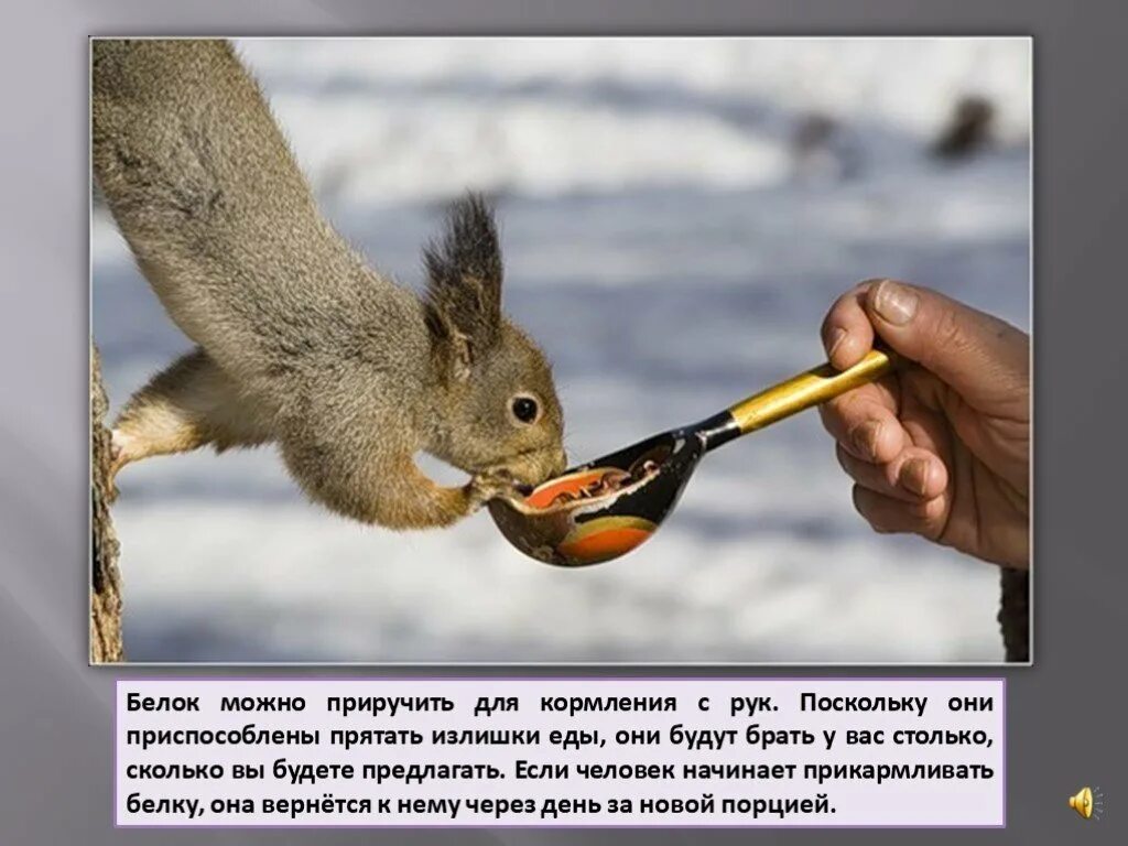 Можно приручить белку. Белка прирученная. белка одомашненная. приручить белку. кормить белку с руки.