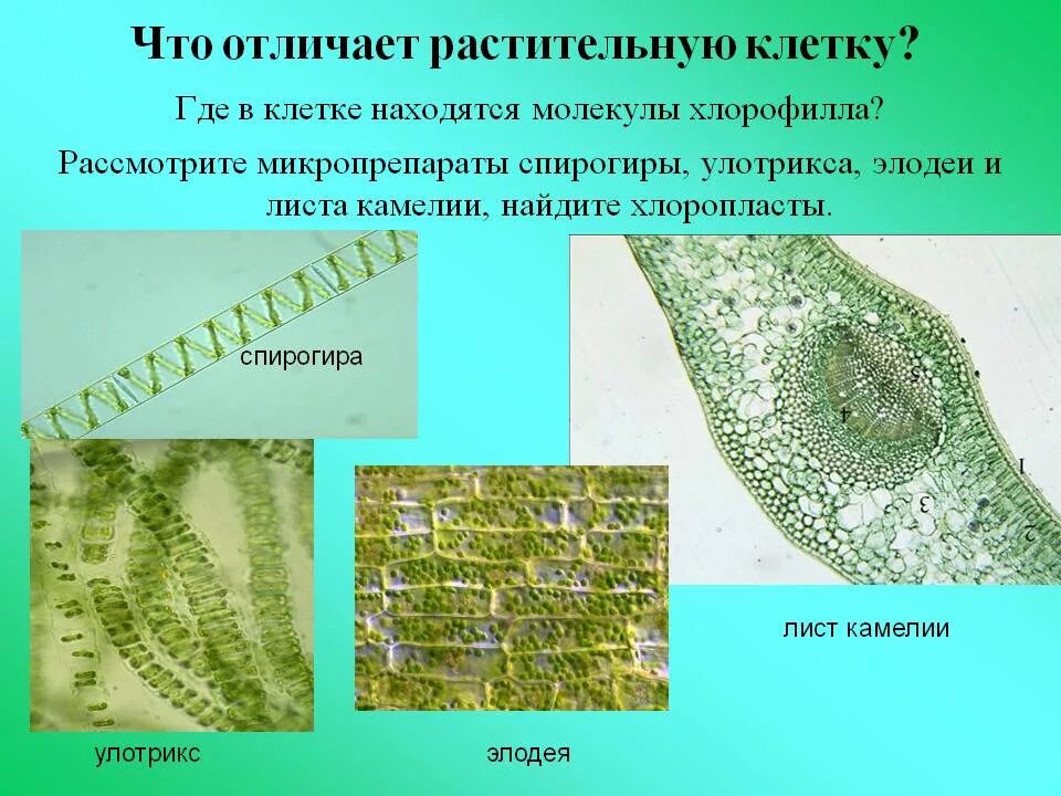 Лабораторная работа элодея