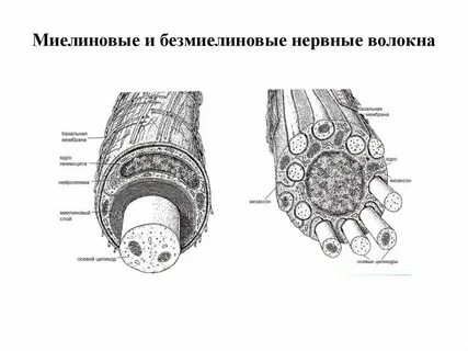 Виды миелиновых волокон