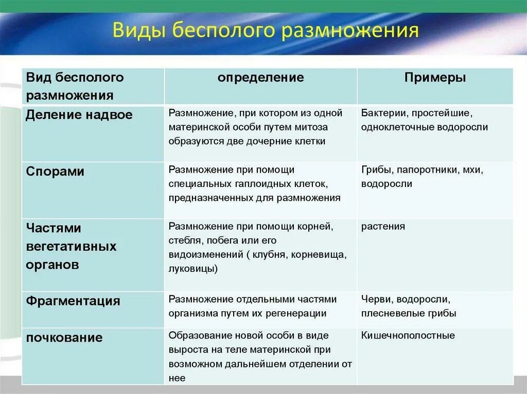 Выполняет функцию размножения клеток. Таблица размножение организмов бесполое размножение. бесполое размножение типы особенности. таблица по биологии способы бесполого размножения. виды бесполого размножения.