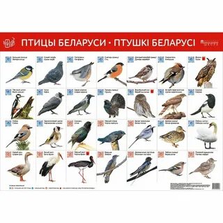 Какие Птицы Зимуют В Белоруссии - 63 фото