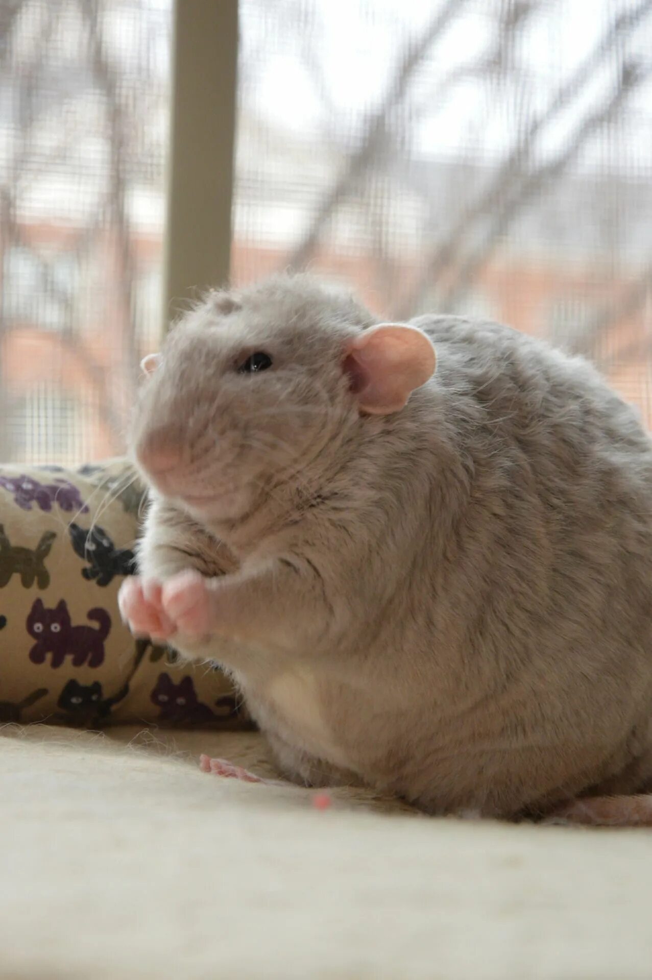 Жир мыши. Крыса Дамбо самка. Крысы Дамбо ожирение. Толстая мышка.