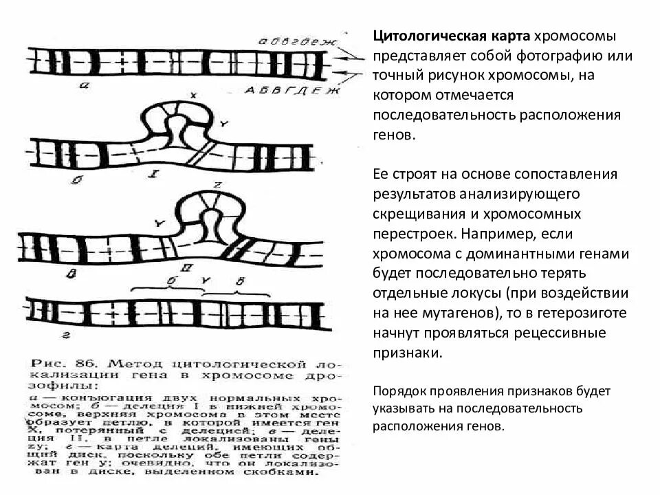 Картирование гена