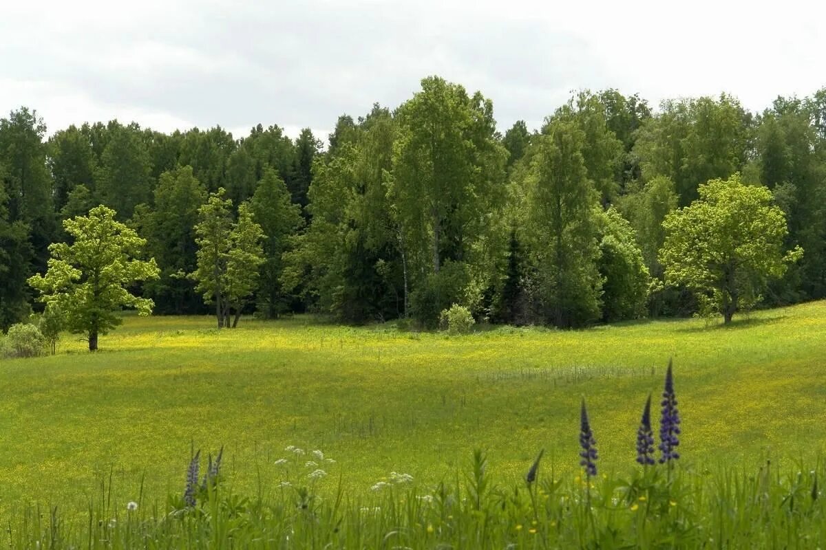 На опушке соснового леса 1897. На лесной опушке. Раменское опушка леса. Белорусская опушка. Красивая опушка леса.
