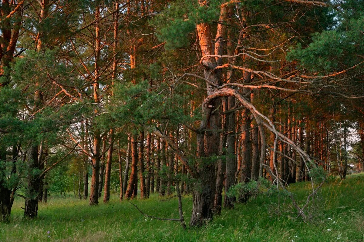 Хвойные подмосковья. Парк кедровник Ивдель. Лужковский лес Орел. Сосновый лес Брянск. Брянск Сосновый Бор леса.