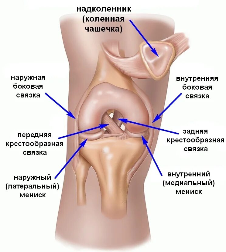 Повреждение медиального мыщелка. Мениски коленного сустава анатомия. Мениски коленный сустав анатомия человека. Латеральная коллатеральная связка коленного сустава. Медиальная коллатеральная связка коленного сустава анатомия.