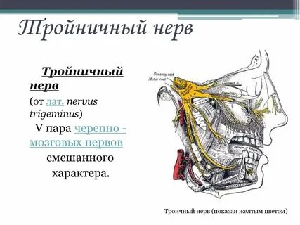 V пара тройничный нерв