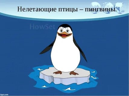 День пингвина презентация