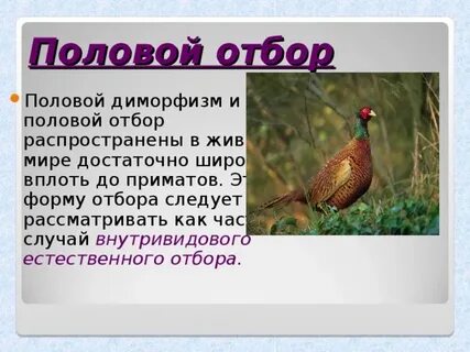 Какова роль полового отбора