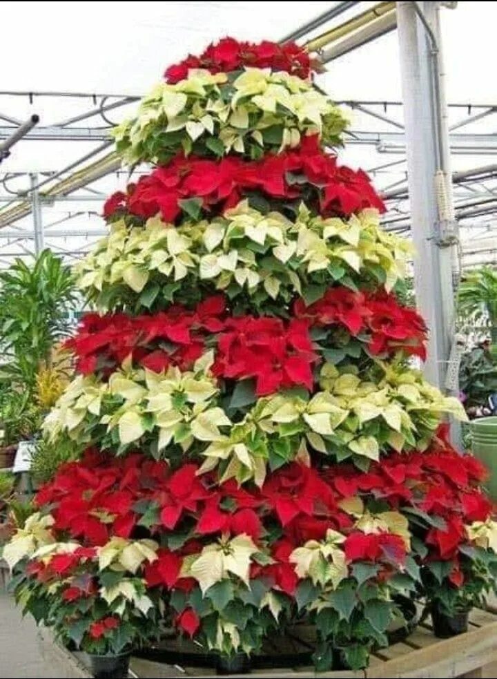 Pointsettia Weihnachten
