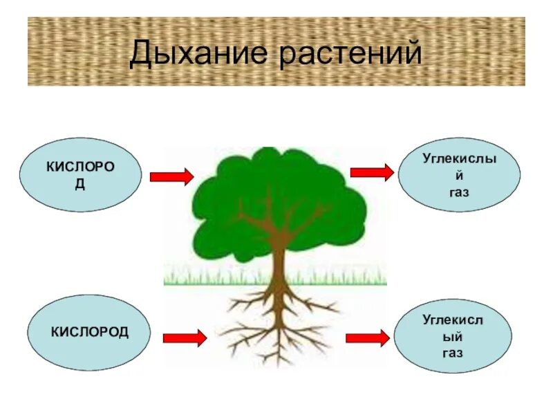 Видеоурок дыхание растений биология 6. Дыхание растений. Процесс дыхания растений. Процесс дыхания и питания растений. Дыхание растений растений.