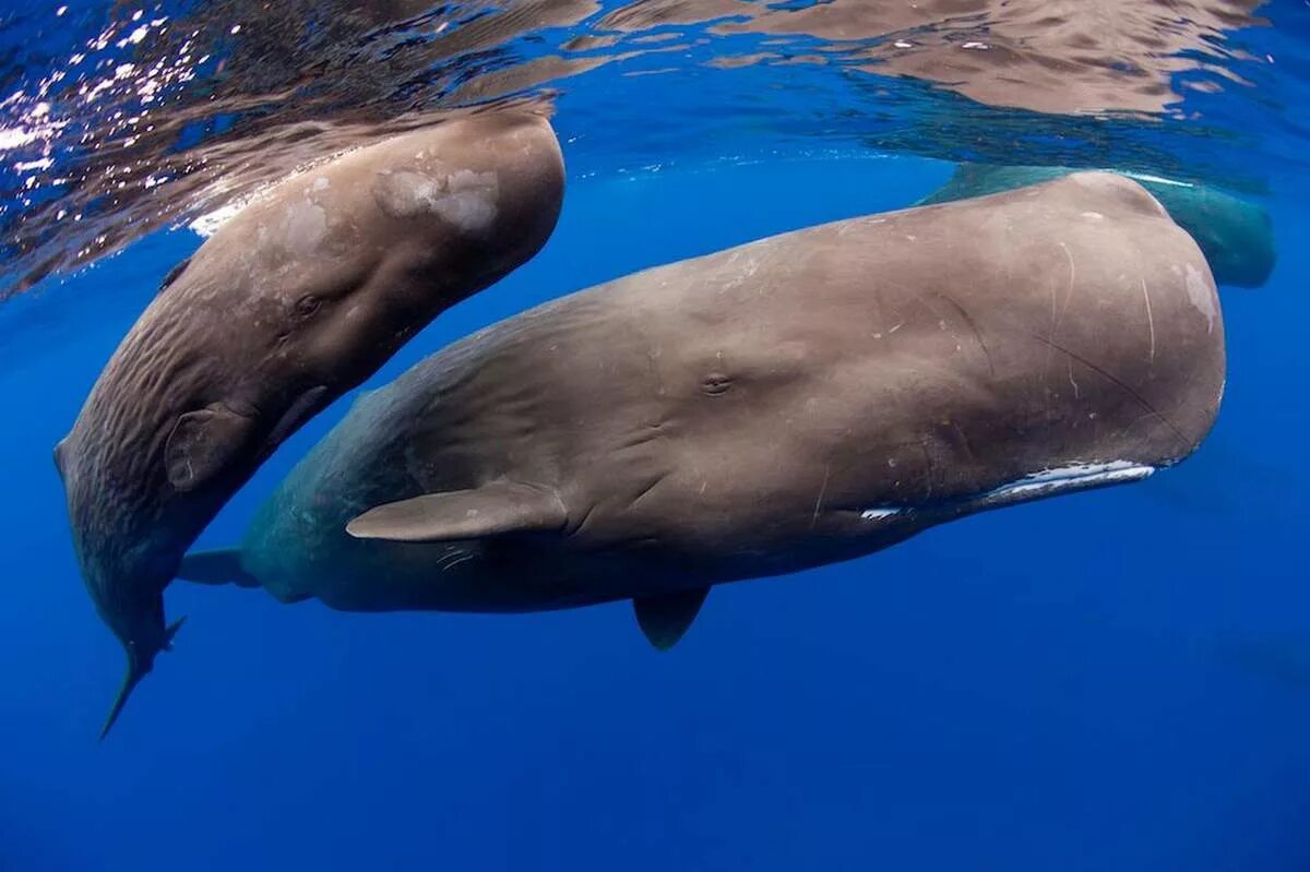 Кошелот. Китообразные Кашалот. Physeter macrocephalus (Кашалот). Кашалот это зубатый кит. Кашалот в Антарктиде.