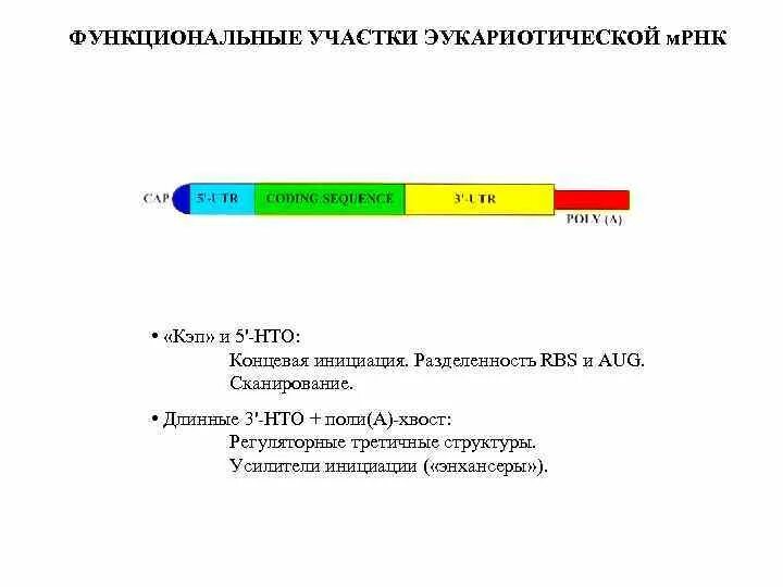 Функциональная земля