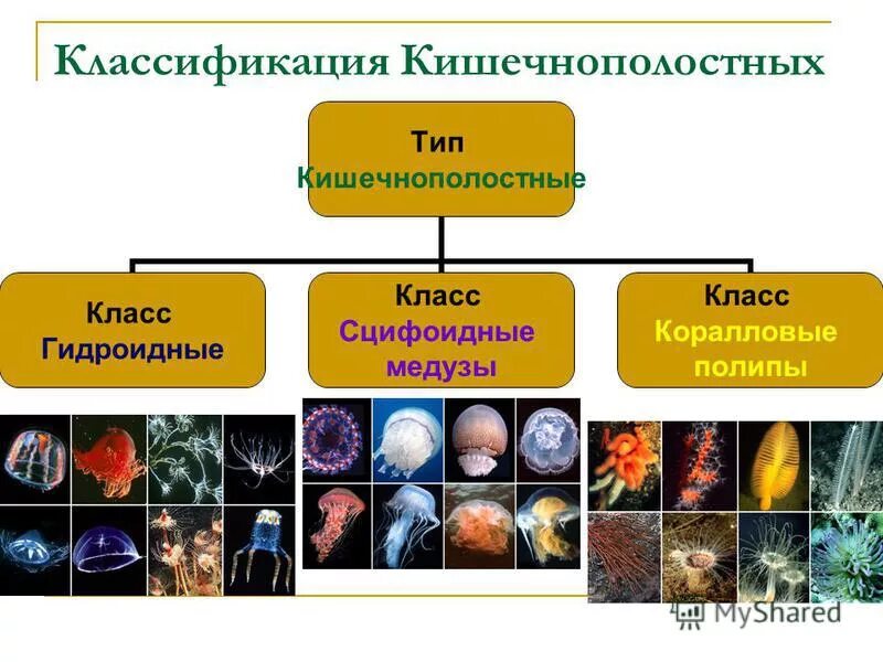 Таблица классы кишечнополостных 7 класс. Кишечнополостные животные классификация. Кишечнополостные систематика классификация. Систематика кишечнополостных. Систематика кишечнополостных.