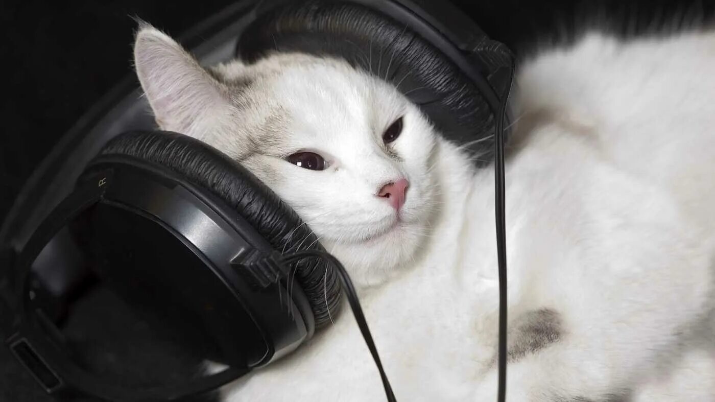 Музыкальный кот. Кот в наушниках. красивые котики. животные меломаны. животное слушает музыку.
