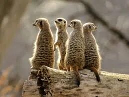 Животные 4 периода